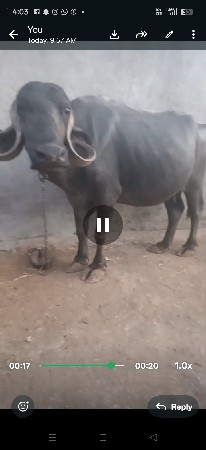 ૨ વેતર ખડાય વેચવાની છે