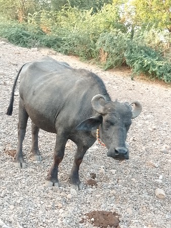 બની નસલને એક ખડેલી વેચવાની થઈ