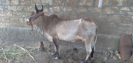 ગાય વેચવાની છે પેહલુ વેતર