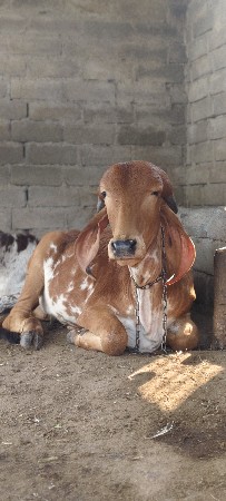 હોળકી વેચવાની છે