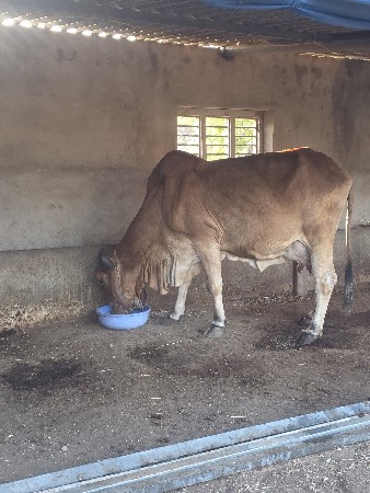 vesvani che