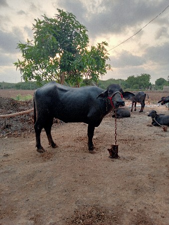 ખડેલી