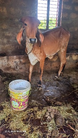 ગીર વાછડી વેચવાની છે