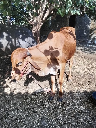 ગાય વેચવાની છે