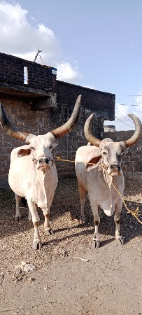 બળદ વેચવાના છે