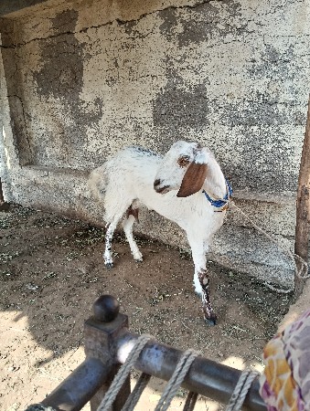 પોરબંદર જિલ્લો
