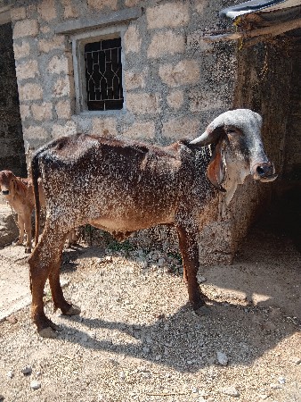 વાછડી
