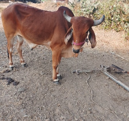 એક જ છે
બળદ વેચવાનો છે