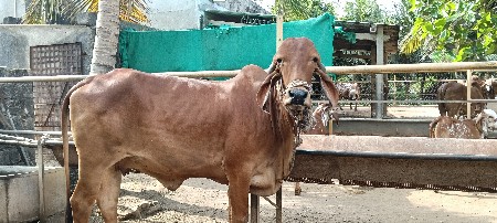 બે ગીર ગાયો વેચવાની છે