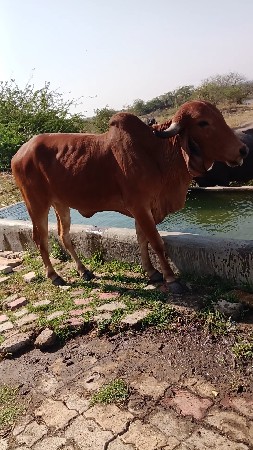 બે ગાય વેચવાની છે