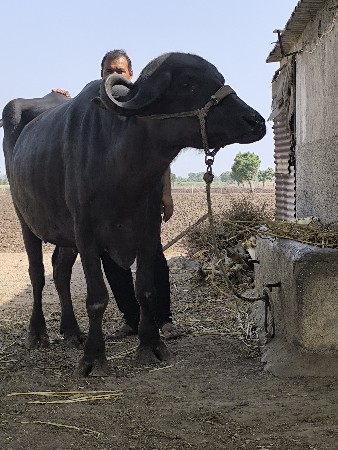 પેલૂવેતર. ઊચાઈ. લબાઈ. પૂરી