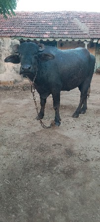 ખડેલી વેચવાની છે