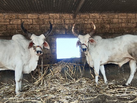 ગોઢલા વેચવાના છે