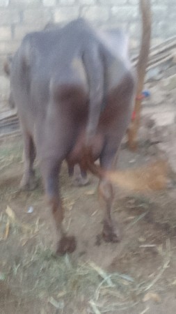 ભેંસ વેચવાની છે