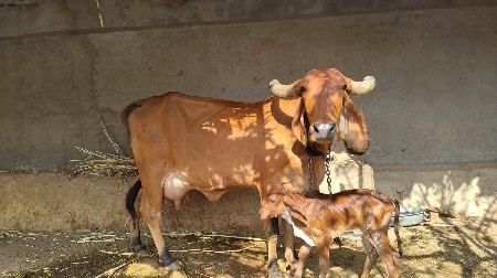 ગીર ગાય વેચવાની છે