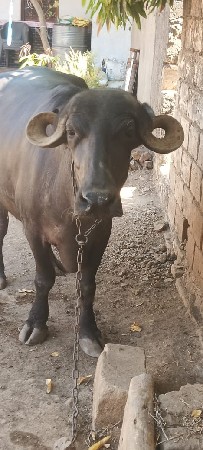 ભેંસ વેચવાની છે