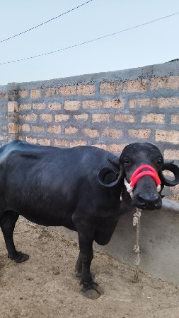 બીજા વેતર ની ખડેલી વેચવાની છે