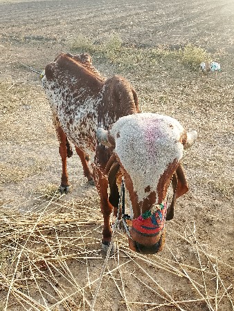 ગોઠવો વેચવાનો છે.