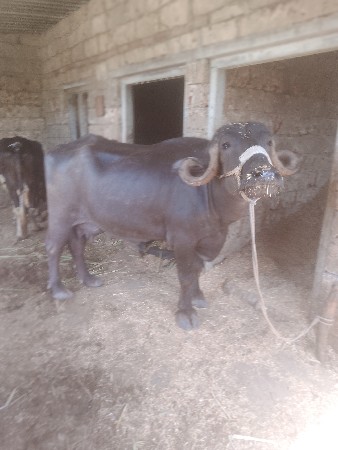 ભેંસ વેચવાની છે