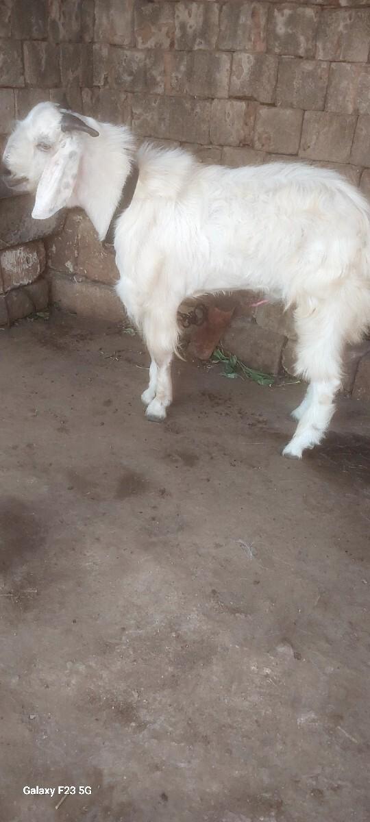 સફેદ બકરો દેવાના છે
