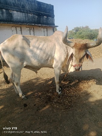 બળદ વેચવાનો છે