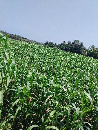 દેશી જુવાર નો ચારો