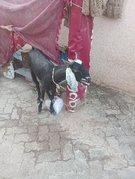 બકરી.વેચવાની.સે