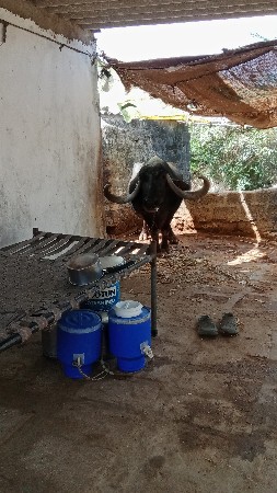 ભેંશ વેચવાની છે ત્રીજું વેતર વીયાસે