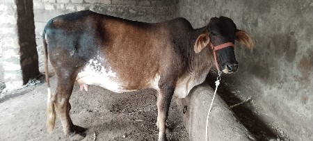 જર્સી ગાય વેચવાની છે.