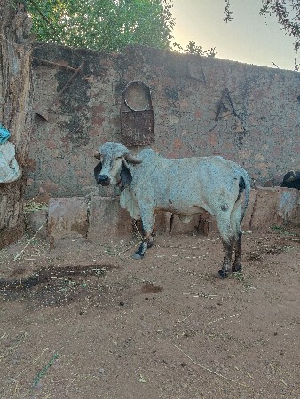 ઓળકી વેચવાની સે