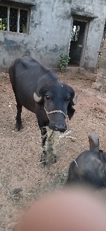 બીજા વેતરમાં છે