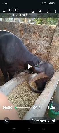 ત્રણ ભેંસુ વેચવાની છે