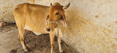ગાય વેચવાની છે