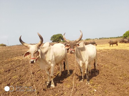 બળદ વેંચવા ના છે