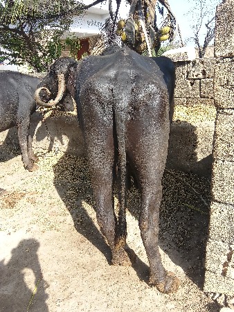 ભેંસ વેચવાની છે