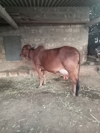 ગીર ગાય વેચવાની છે