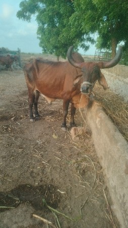 વેચવાના છે
