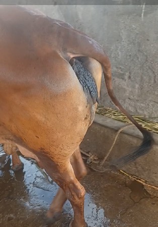 ગાય વેચવાની છે