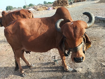પરબતભાઇ કંડોરીયા
7984344355