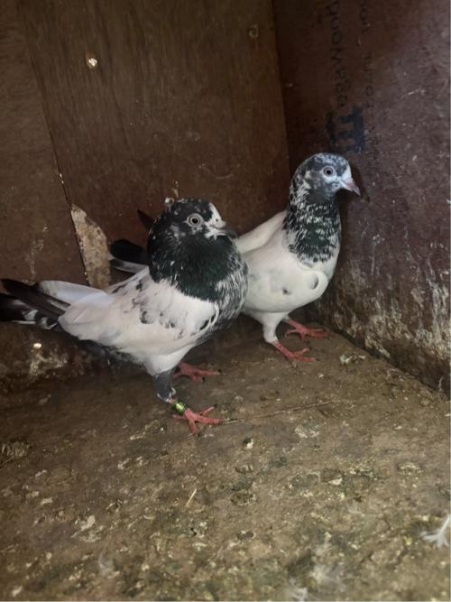 કબૂતર વેચવાના છે