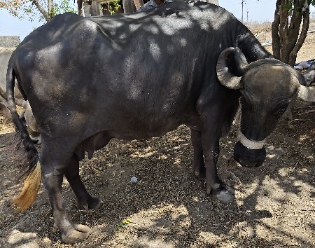 ભેંસ વેંચવાની છે