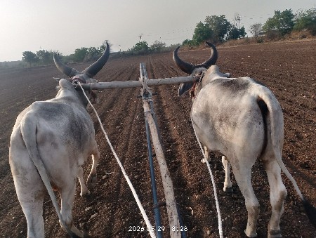 બળદ વેચવાના છે
