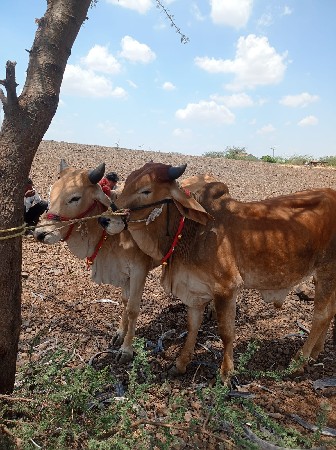 ગોંઢલા વેસવા ના છે