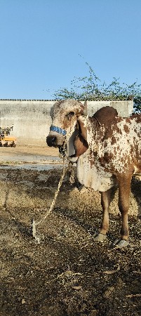 સમ્રાટ નો વાછડો દેવા નો છે