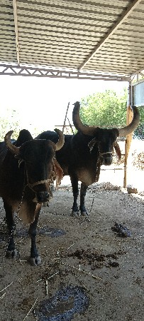 કીંમત.37000