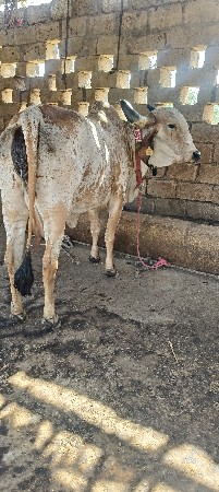 ગાય વેચવાની છે