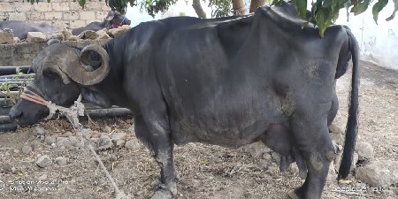 ભેંસ વેચવાની છે