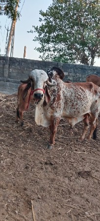 નંદી આપવા નો છે