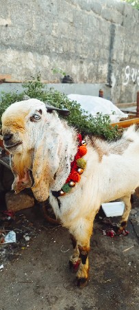 haidrabadi bakro