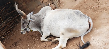 વઢિયારા બળદ
